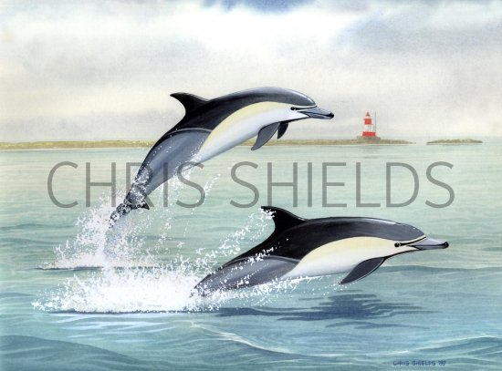Illustration of Dolphin (Common) Delphinus delphis (#1635)