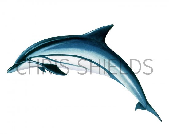 Illustration of Striped Dolphin (Stenella coeruleoalba) (#1618)