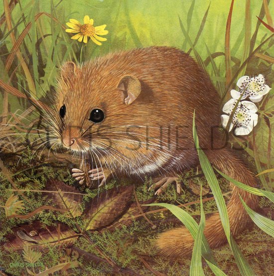 Illustration of Dormouse (Muscardinus avellanarius) (#3702)