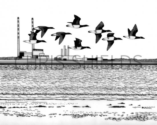Illustration of Goose (Brent) Branta bernicla (#0454)
