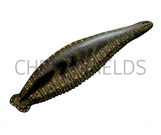 Illustration of Duck Leech (Theromyzon tessulatum) (#2276)