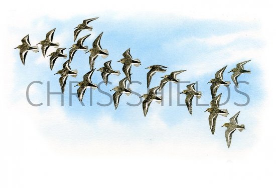 Illustration of Dunlin in flight (Calidris alpina) (#3340)