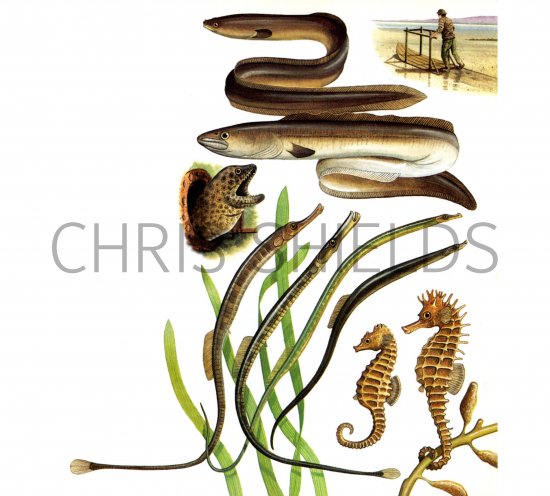 Illustration of Eels, Pipefish & Seahorses complete spread (#0660)