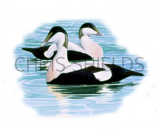 Illustration of Eider Duck (Somateria mollissima) (#3650)