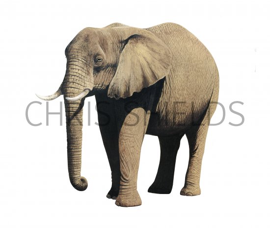 Illustration of Elephant (African) Loxodonta Africana (#4191)