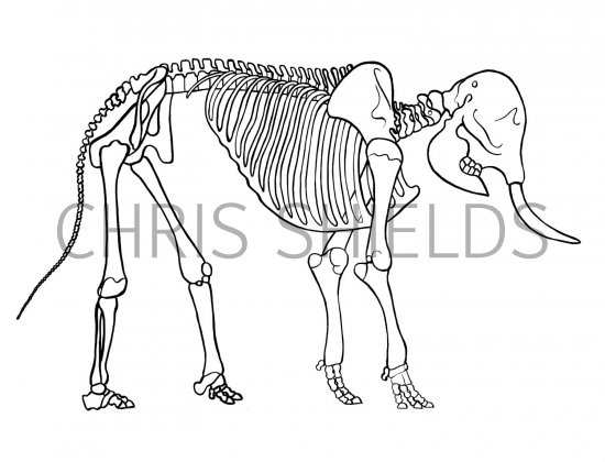 Illustration of Elephant Skeleton (Asian) Elephas maximus (#1887)