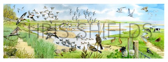 Illustration of Estuary Scene (#4121)