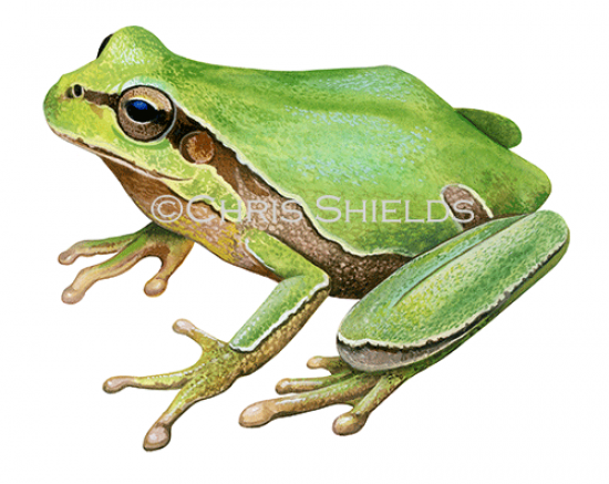 Illustration of European Eastern Tree Frog (Hyla arborea) (#4719)