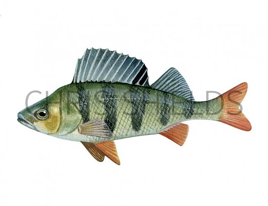 Illustration of Perch (Perca fluviatilis) (#3229)