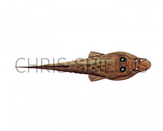 Illustration of Shore Clingfish (Lepadogaster lepadogaster) (#3069)