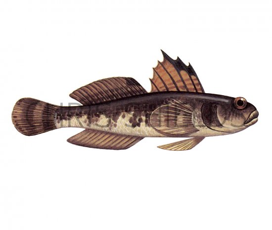Illustration of Black Goby (Gobius niger) (#3050)