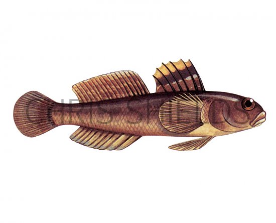 Illustration of Goby (Rock) Gobius paganellus (#3053)