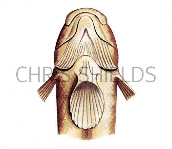 Illustration of Black Goby (Gobius niger) (#3054)