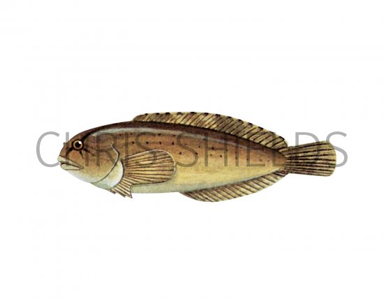 Illustration of Unctuous Sucker (Liparis liparis) (#3084)