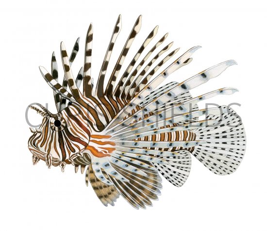 Illustration of Lionfish (Pterois volitans) (#3232)