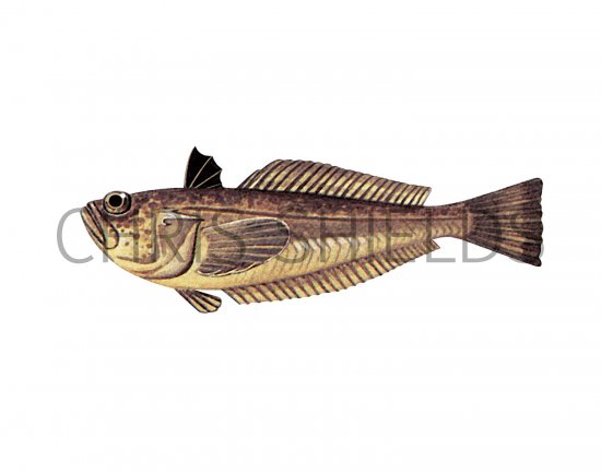 Illustration of Lesser Weever Fish (Echiichthys vipera) (#3076)