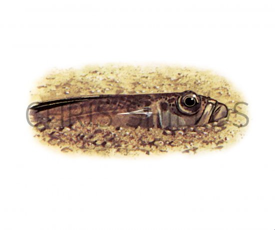 Illustration of Lesser Weever Fish (Echiichthys vipera).jpg (#3077)