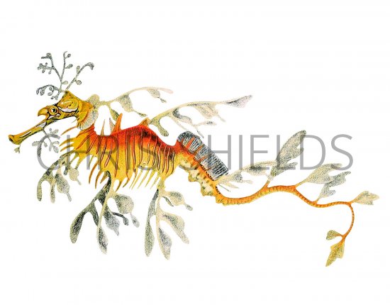 Illustration of Sea Dragon (Phycodurus eques) (#3086)