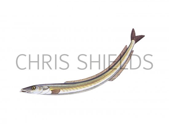 Illustration of Lesser Sand-eel (Ammodytes tobianus) (#3080)