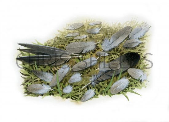 Illustration of Feathers (bird of prey feeding signs) (#4148)