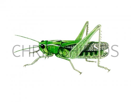 Illustration of Stripe-wing Grasshopper (Stenobothrus lineatus) (#2933)