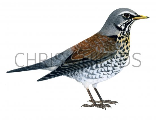 Illustration of Fieldfare (Turdus pilaris) (#1198)