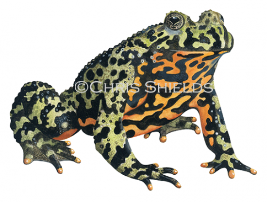 Illustration of Fire-bellied Toad (Bombina bombina) (#4720)