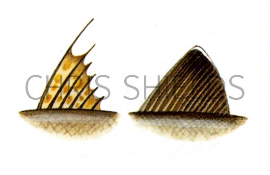 Illustration of Fish fins (#0163)