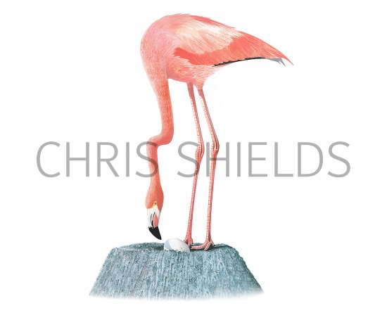 Illustration of Flamingo (American) Phoenicopterus ruber (#3868)