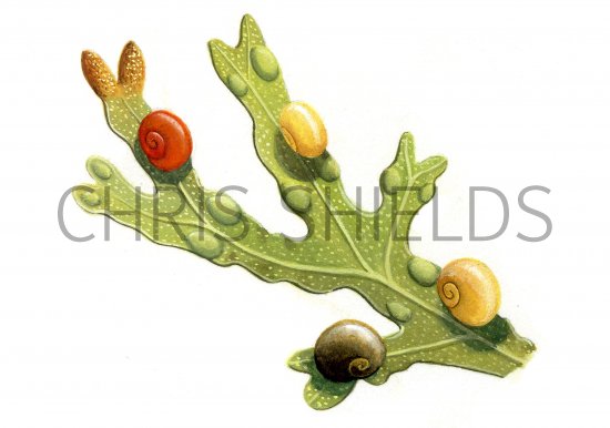 Illustration of Flat Periwinkle (Littorina obtusata) (#0771)