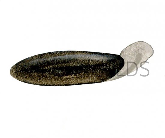 Illustration of Flatworms (Dugesia lugubris) (#2283)