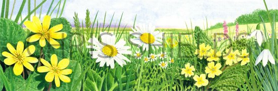 Illustration of Flower Meadow (#2173)