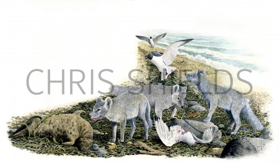 Illustration of Fox (Arctic) Alopex lagopus (#0585)