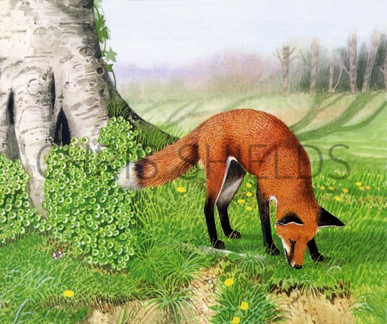 Illustration of Fox (red) Vulpes vulpes (#1620)