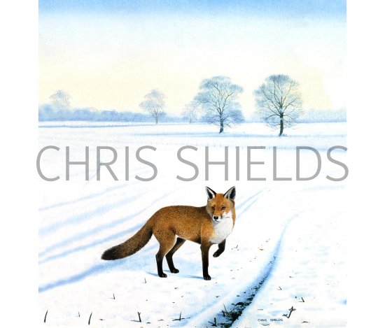 Illustration of Fox (red) in Snow (#0258)