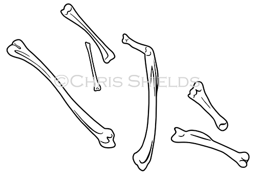 Illustration of Frog Bones from Owl Pellet (#3111)