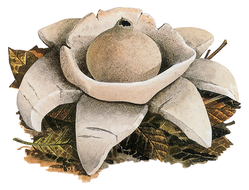 Illustration of Geastrum tripex (Collared Earthstar) (#4485)