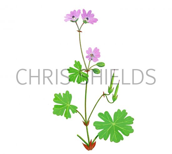 Illustration of Geranium (Doves-foot Cranes -bill) Geranium molle (#2272)