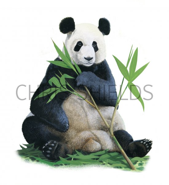 Illustration of Giant Panda (Ailuropoda melanoleuca) (#4180)