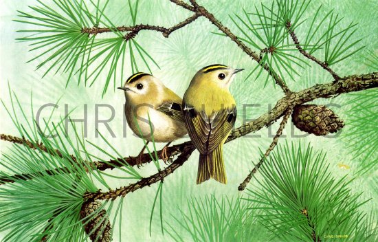 Illustration of Goldcrest (Regulus regulus) (#1814)
