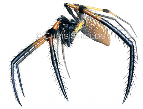Illustration of Golden Silk Orb-weaver Spider (Trichonephila clavipes) (#4691)