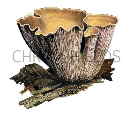 Illustration of Gomphus clavatus (Pigs Ear) (#3493)
