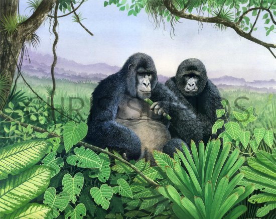 Illustration of Gorilla (Gorilla beringei beringei) (#0798)