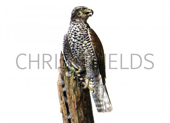 Illustration of Goshawk (Accipiter gentilis) (#0541)