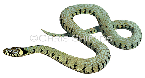 Illustration of Grass Snake (Natrix natrix) (#3189)