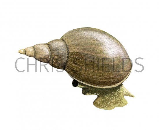 Illustration of Great Pond Snail (Lymnaea stagnalis).jpg (#2991)