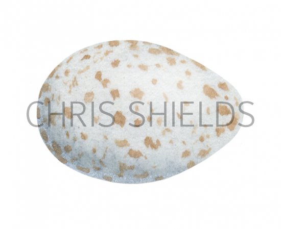 Illustration of Great Tit egg (Parus major) (#2439)