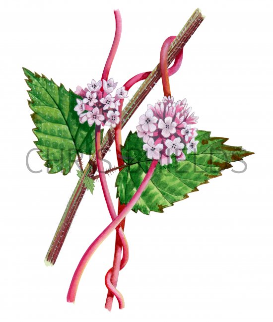 Illustration of Greater Dodder (Cuscuta europaea) (#2075)