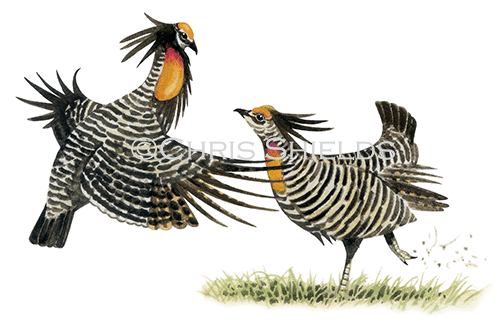 Illustration of Greater Prairie Chicken (Tympanuchus cupido) (#0801)