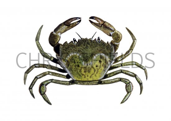 Illustration of Green Shore Crab (Carcinus maenas) (#2252)